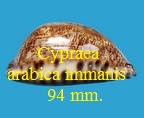 Cypraea arabica immanis